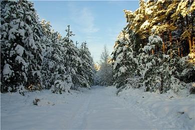 《宝可梦卡牌Pocket》公布更新规划 分享功能将至